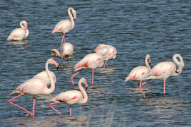 La Camargue